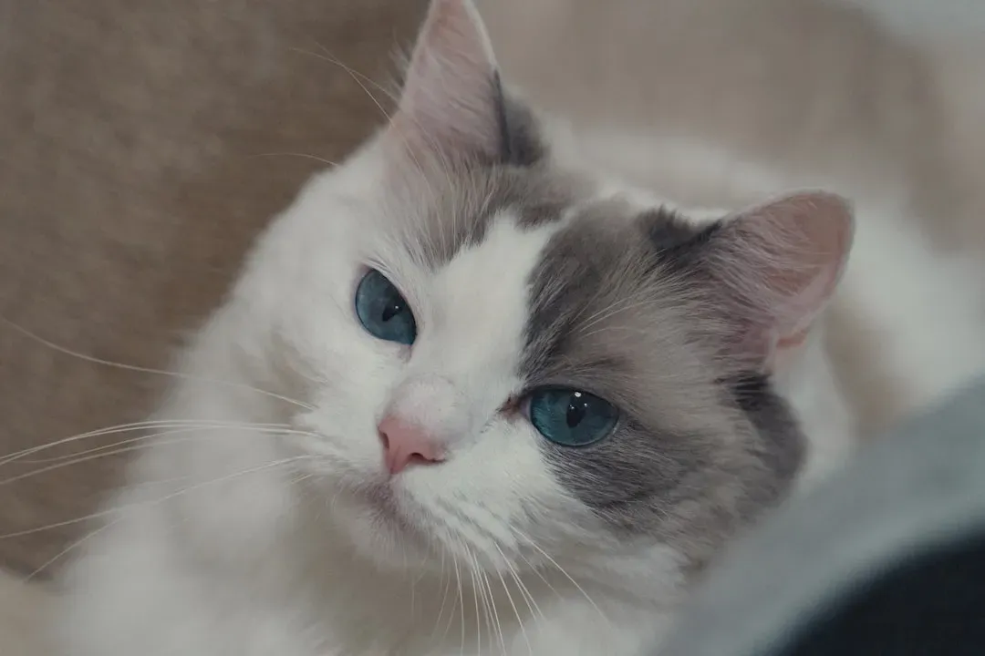 Ragdoll: The Ultimate Lap Companion for Your Royal Presence (Image Credits: Unsplash)