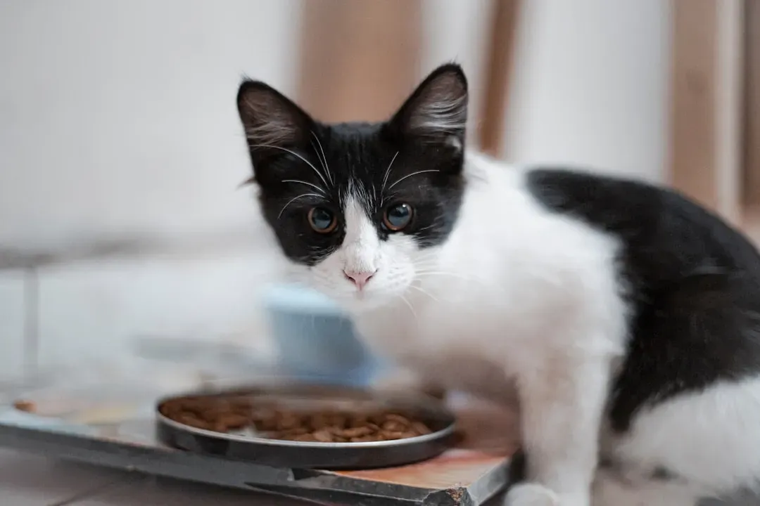 The Little Feeding Rituals You Don’t Notice Anymore (Image Credits: Unsplash)