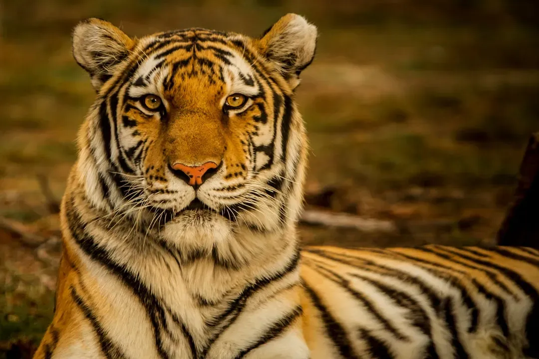 What Tiger Social Awareness Teaches You About Respecting Wild Minds (Image Credits: Unsplash)
