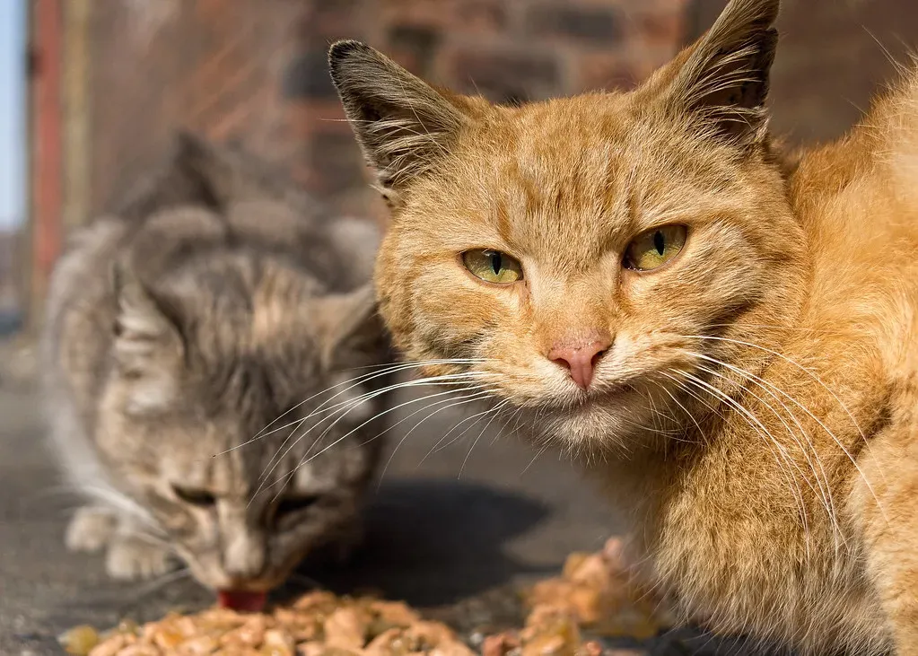 When Your Cat Looks Away Afterward (Image Credits: Flickr)