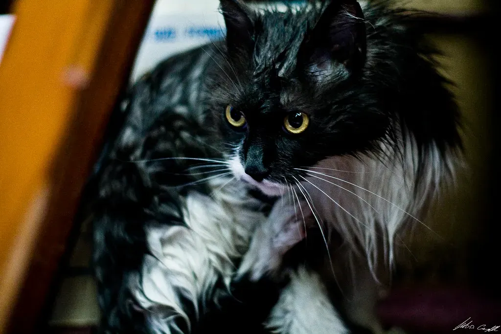 Temperature Regulation Becomes Nearly Impossible (Image Credits: Flickr)