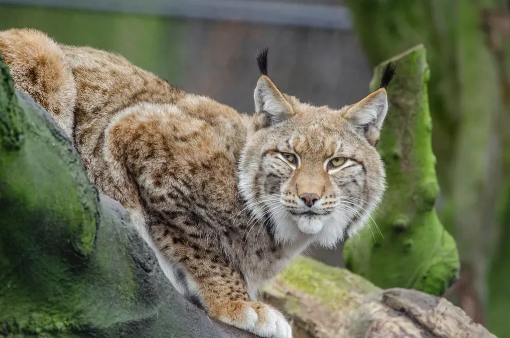 Meet the Bobcat: North America's Most Common Wild Cat (Image Credits: Rawpixel)