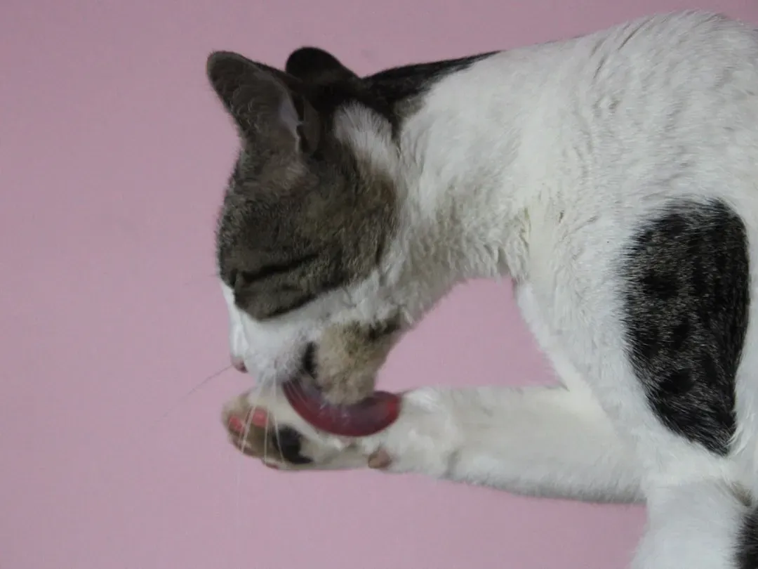 Creating Safe Spaces: How Environment Affects Grooming Behavior (Image Credits: Unsplash)