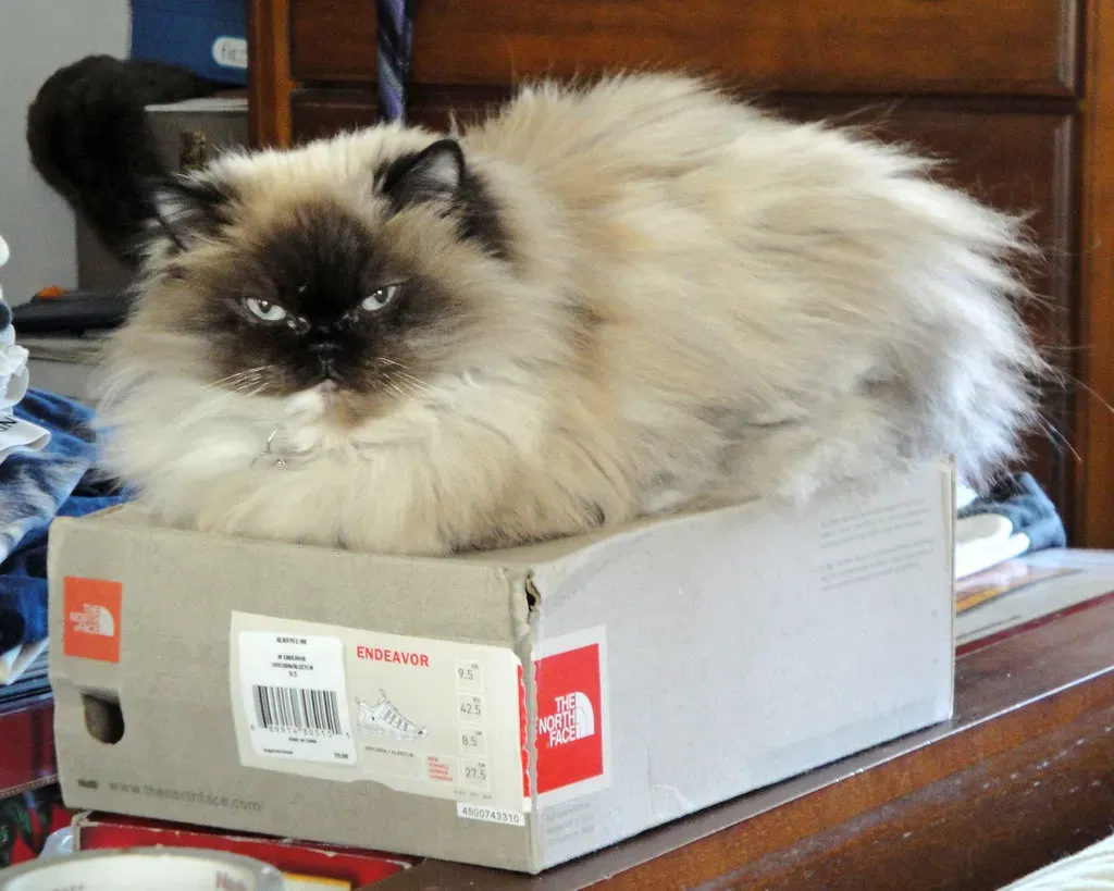 #5 Shoes and shoe boxes (donjd2, Flickr, CC BY 2.0)