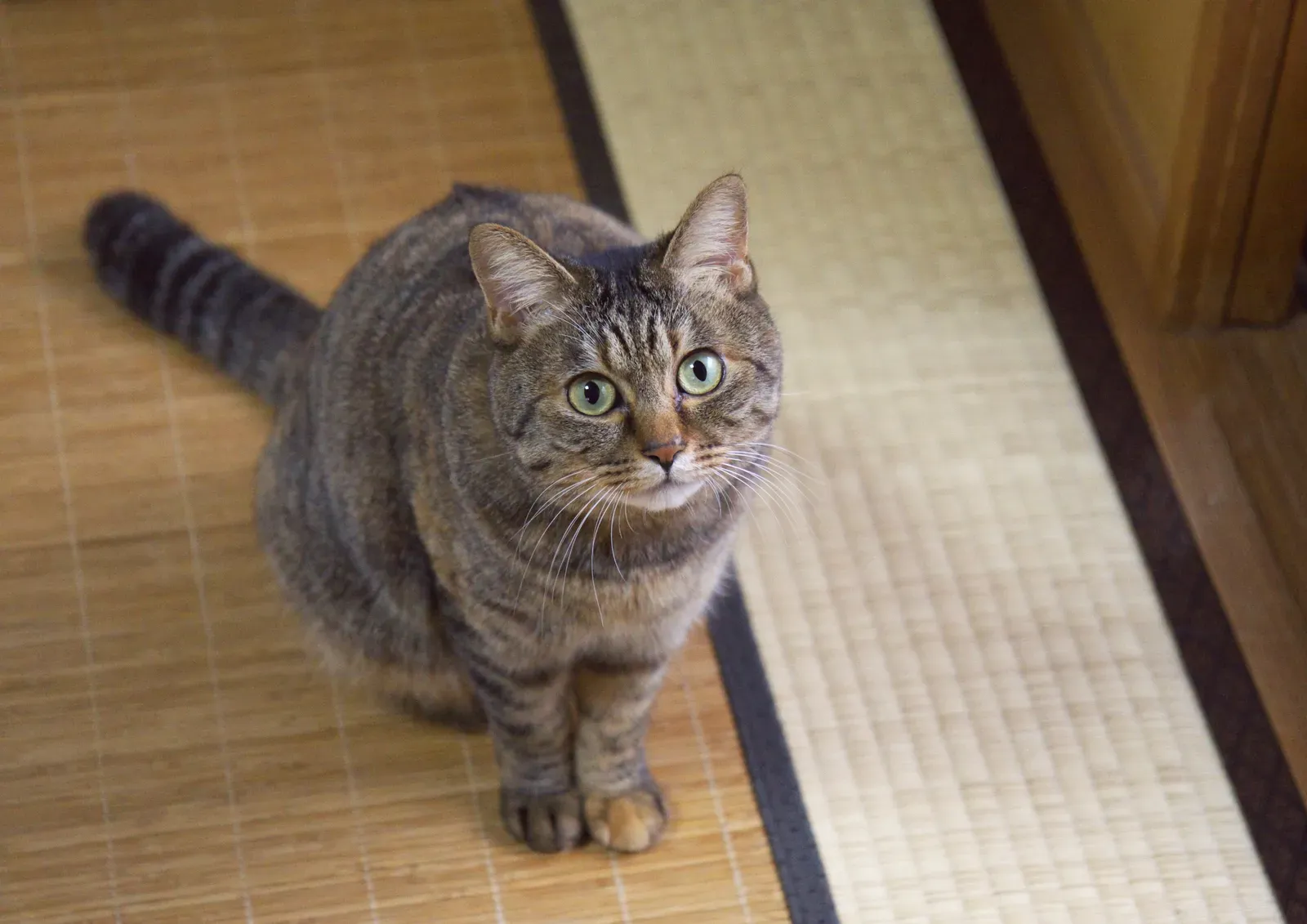 Problem-Solving and Learning Through Observation (Image Credits: Wikimedia)