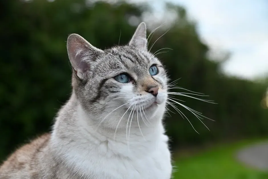 Myth #1: Senior Cats Are Always Sick and Falling Apart (Image Credits: Pexels)