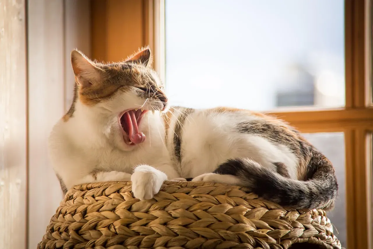 #7 - The Long, Heavy Sigh Before Settling (Image Credits: Pixabay)