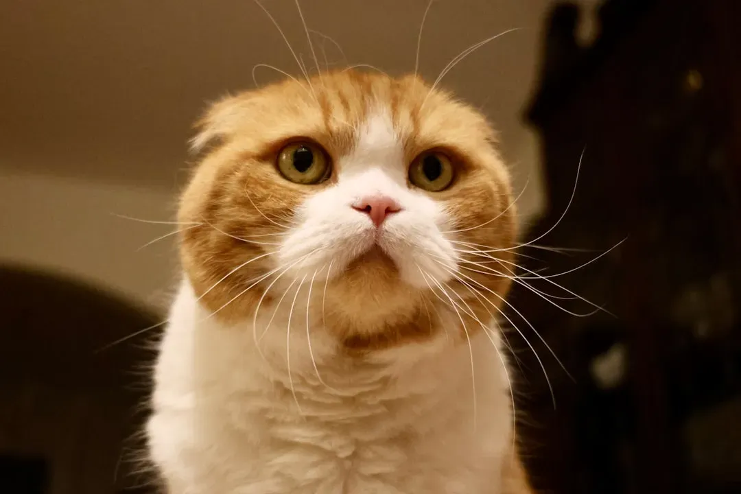 8. Scottish Fold: Calm, Curious, and Quietly Devoted (Image Credits: Unsplash)