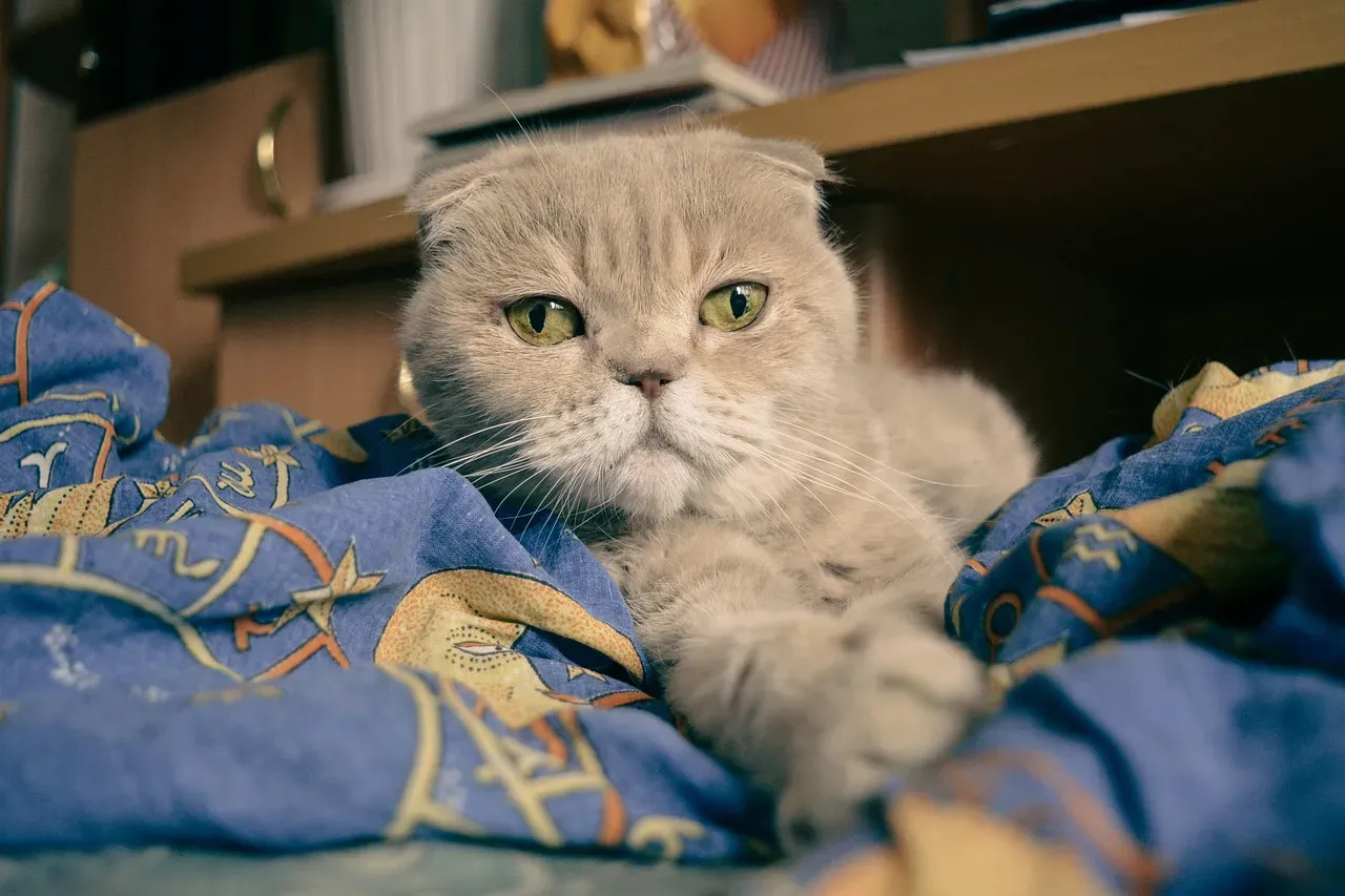 Conclusion: That Worn-Out Blanket Is More Than Just Fabric (Image Credits: Pixabay)