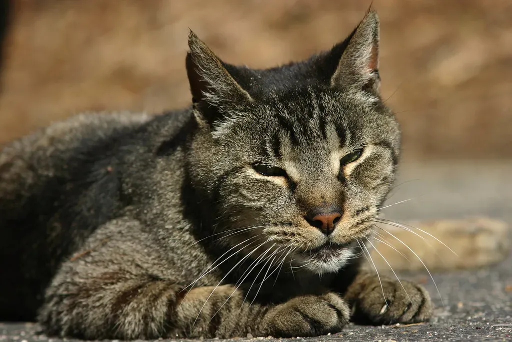 Persistent Squinting May Indicate Pain (Image Credits: Flickr)