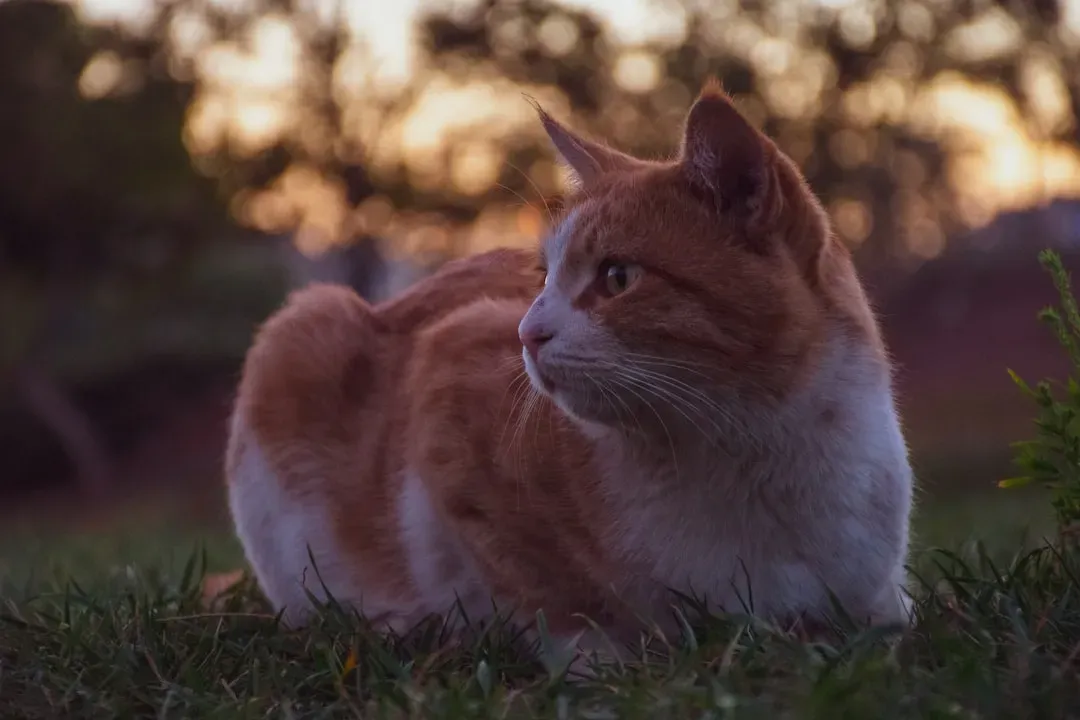 The Righting Reflex: How Your Cat Always Lands on Their Feet (Image Credits: Unsplash)