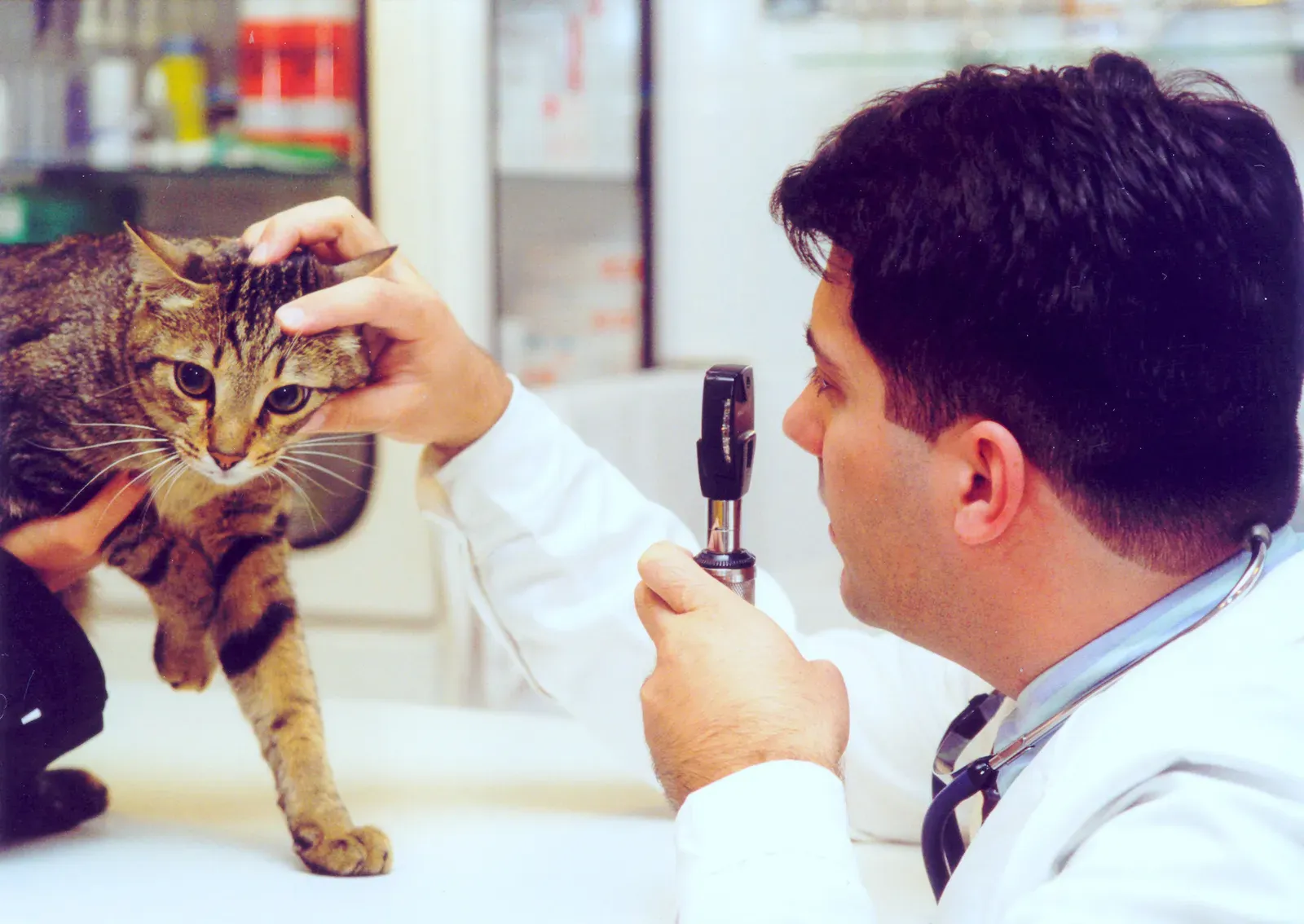 12. Consistent Veterinary Checkups as the Ultimate Act of Love (By Mismusom, CC BY-SA 4.0)