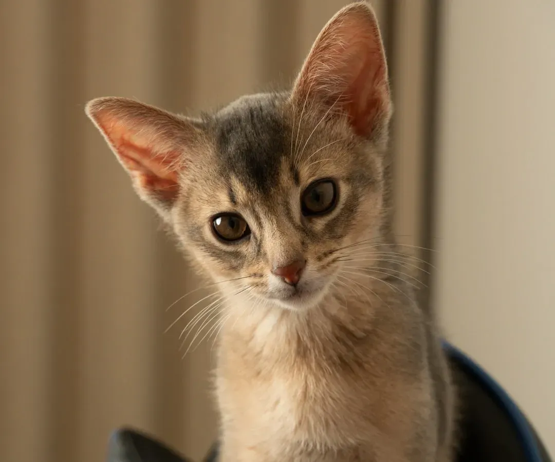 Finding Your Perfect Match (Image Credits: Unsplash)