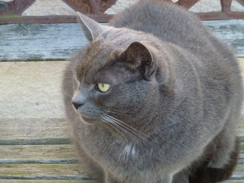 Russian Blue: The Quiet Companion (Image Credits: Flickr)