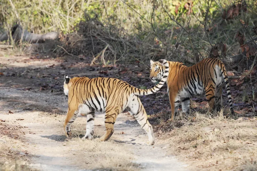 Early Dispersal That Breaks All Family Bonds (Image Credits: Unsplash)