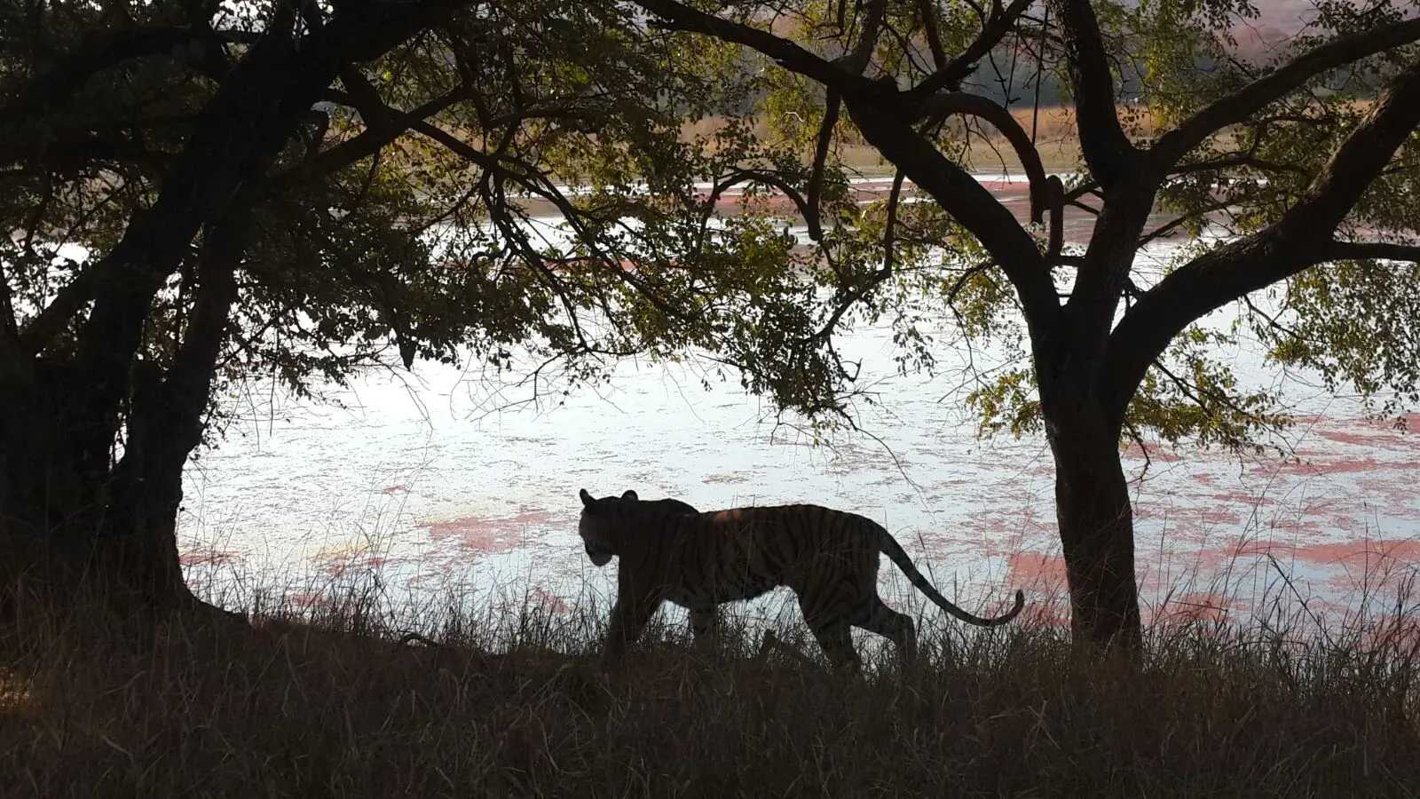 #1 The Myth Of The Isolated Predator (By VINEETA MEENA, CC BY-SA 4.0)