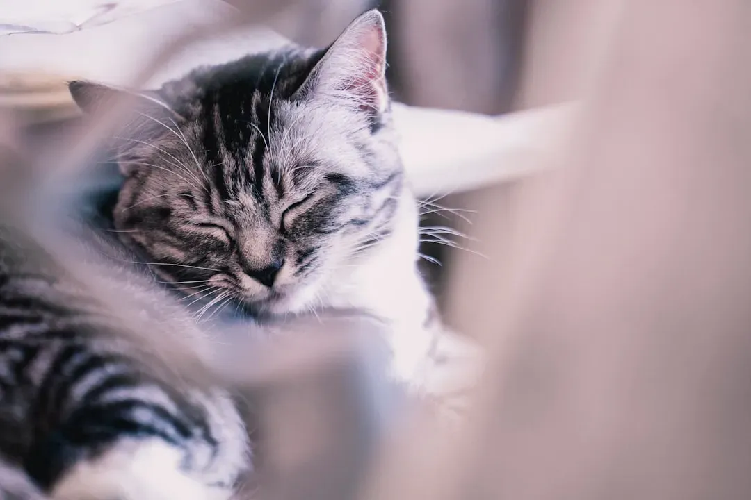 The Strategic Nature of Cat Napping (Image Credits: Unsplash)