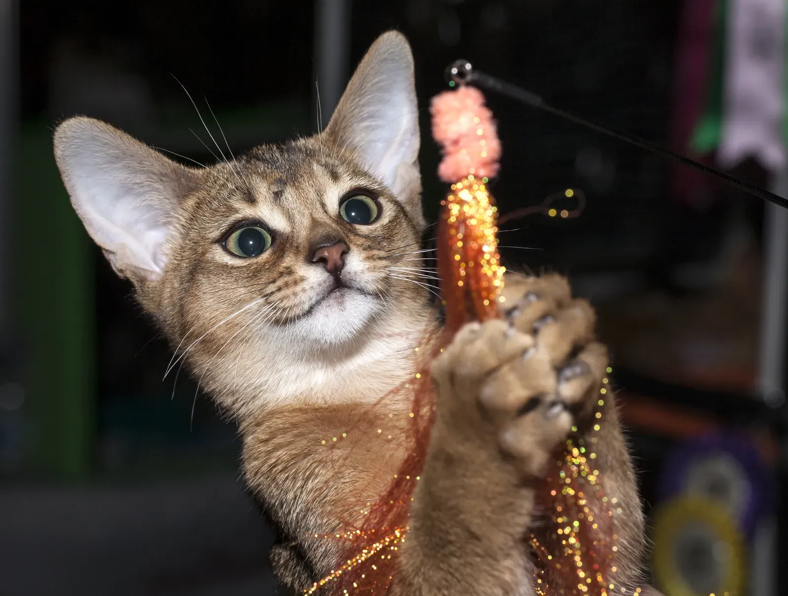 Abyssinian Cats: High Energy Equals High Damage (Image Credits: Wikimedia)