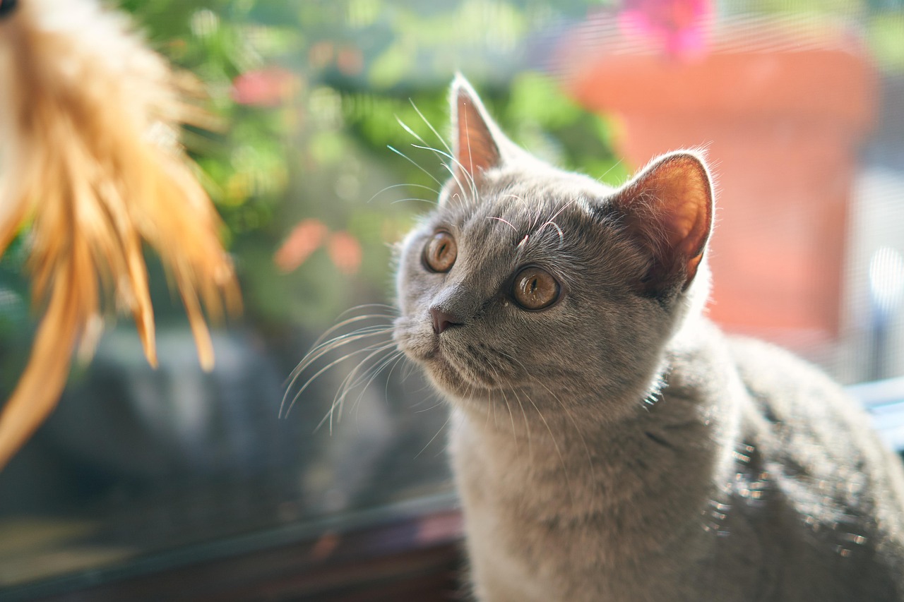 The Broader Question of Feline Self-Awareness (Image Credits: Pixabay)