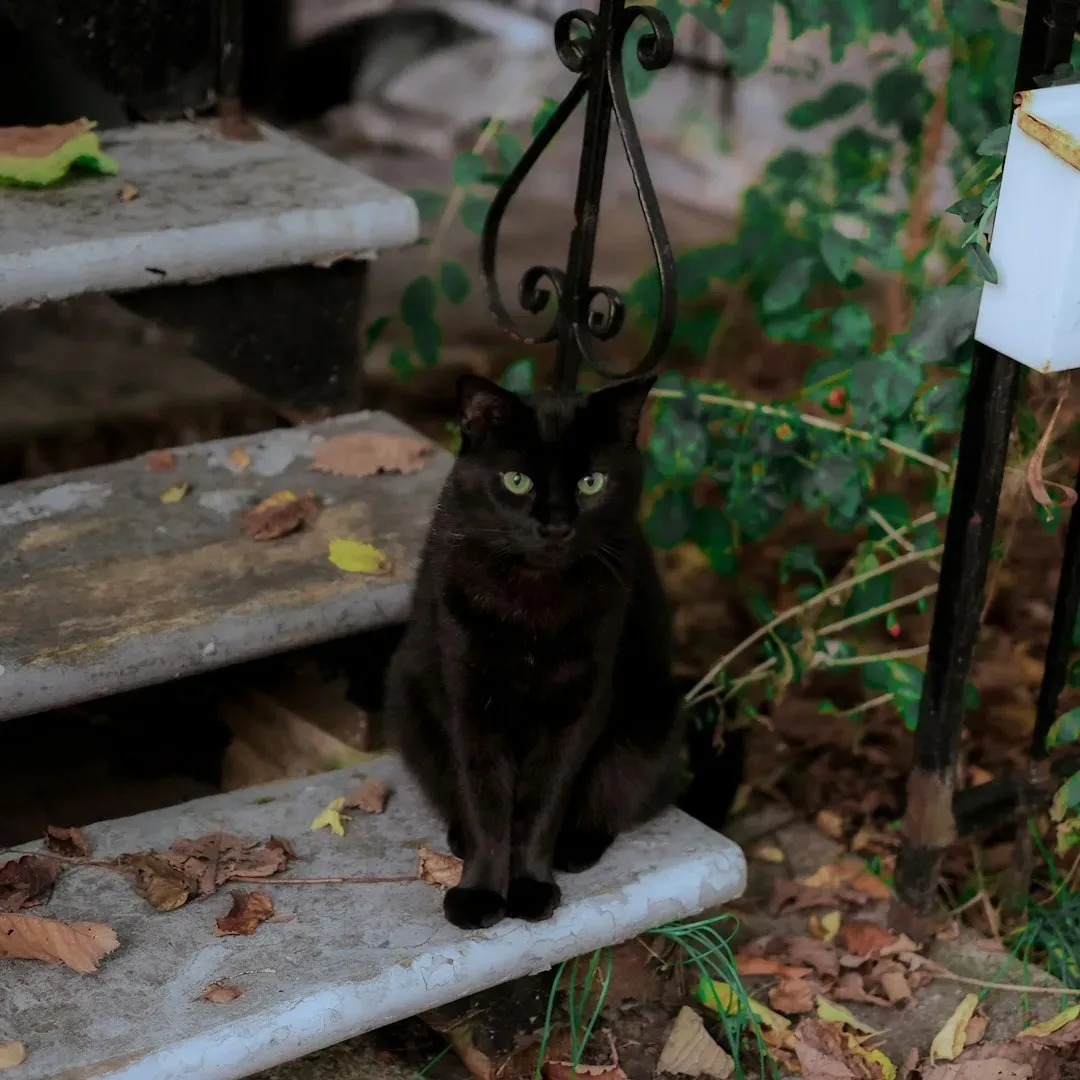 Witchcraft and the Black Cat Connection (Image Credits: Unsplash)