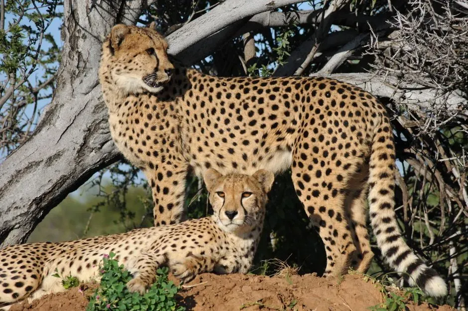 #10 Cheetahs belong to their own genus, entirely separate from lions, tigers, and leopards (Image Credits: Pexels)