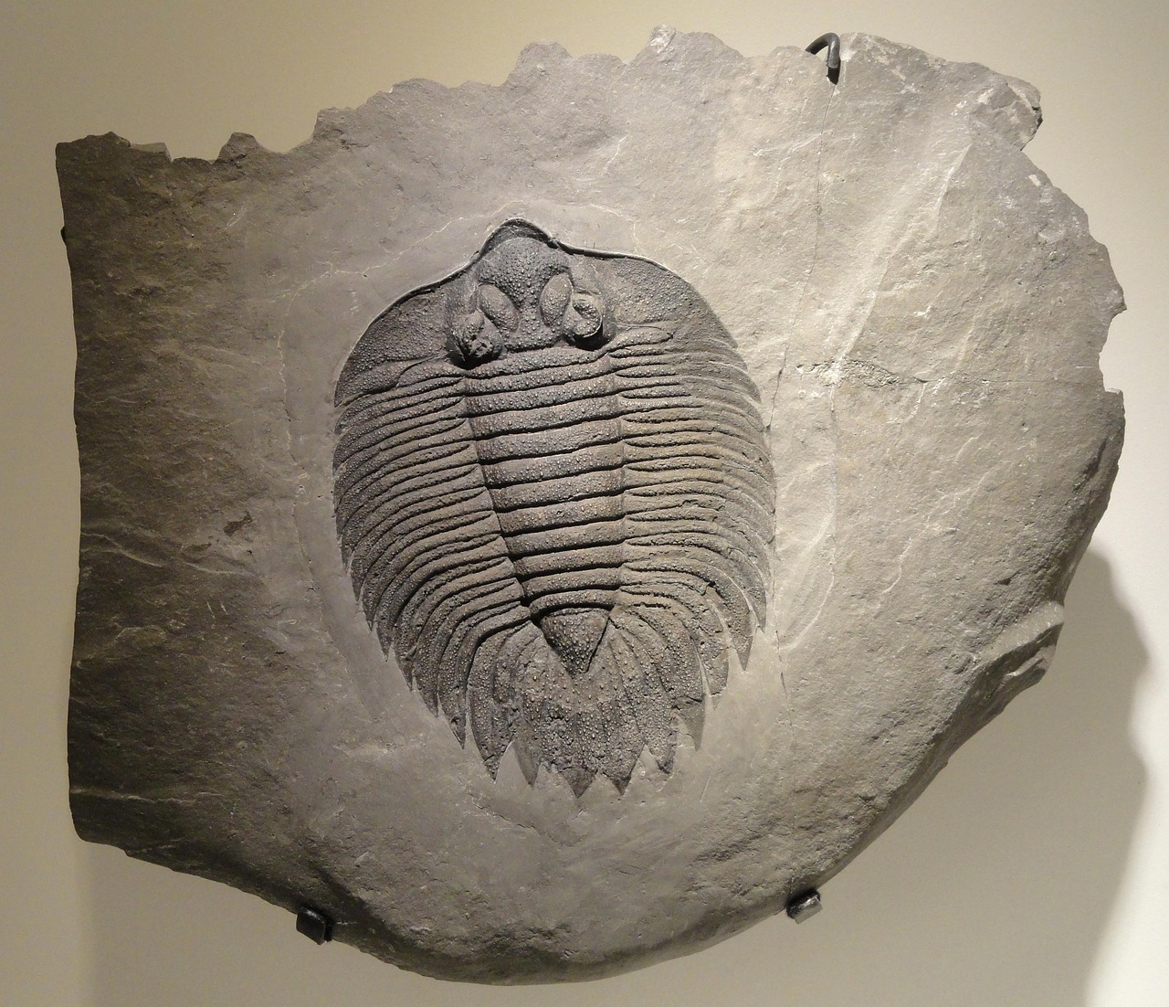Evolutionary Impact on the Cambrian Explosion (Image Credits: Pixabay)