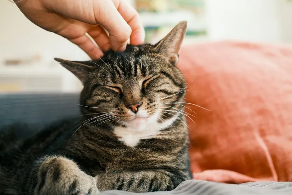 #6 - Purring Louder and Longer Near You (Image Credits: Pexels)