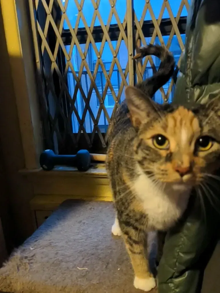 The Question Mark Curve Means Your Cat Wants Something Specific (Image Credits: Flickr)