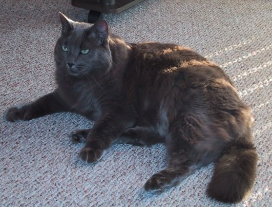 Nebelung: The Mystical Mist Cat (Image Credits: Wikimedia)