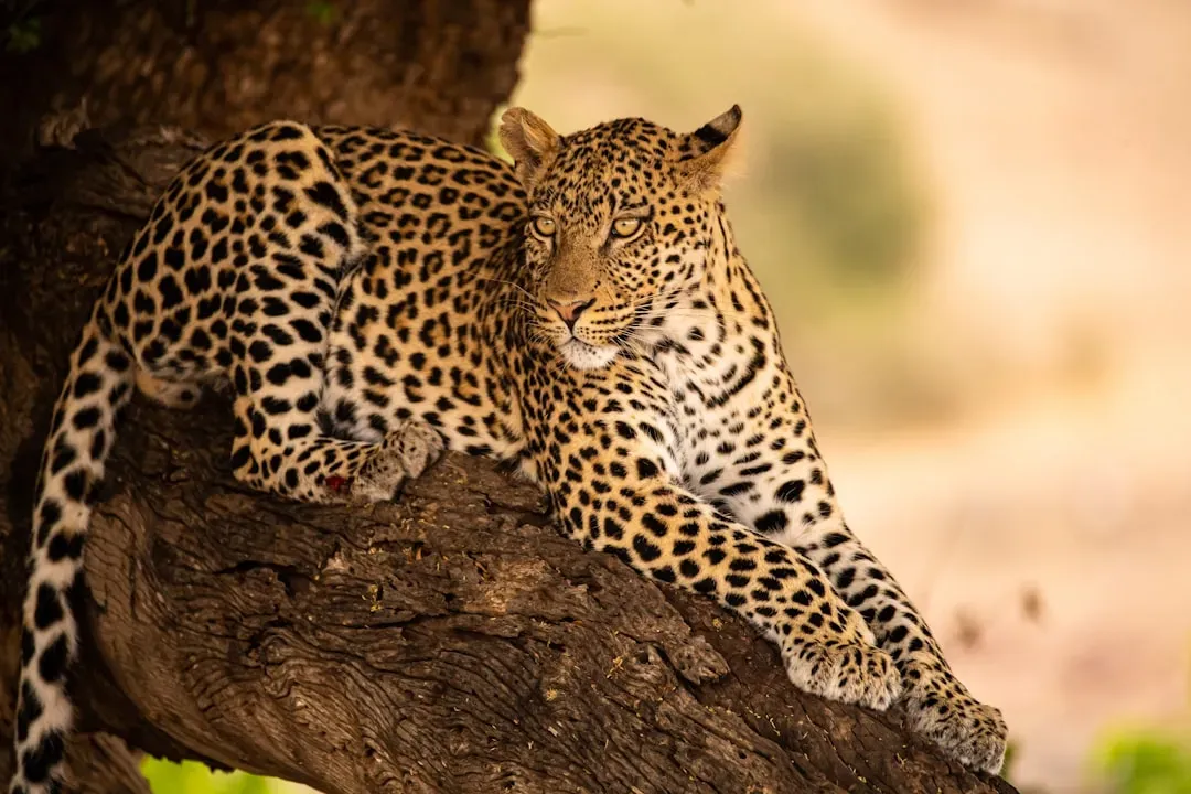 #2. They can live in almost any climate imaginable (Image Credits: Unsplash)