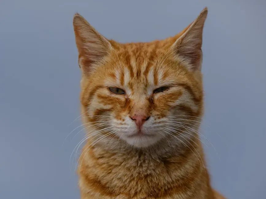 1. The Slow Blink During the Stare Is Your Cat Saying "I Love You" (Image Credits: Pexels)