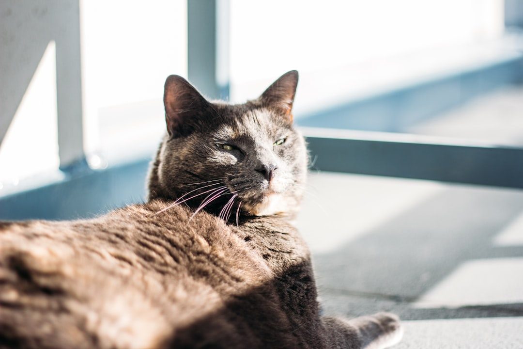 The Science of Solar Powered Felines (Image Credits: Unsplash)
