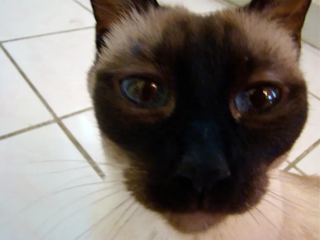 8. Tonkinese: The Perfect Blend of Playfulness and Cuddles (Image Credits: Flickr)