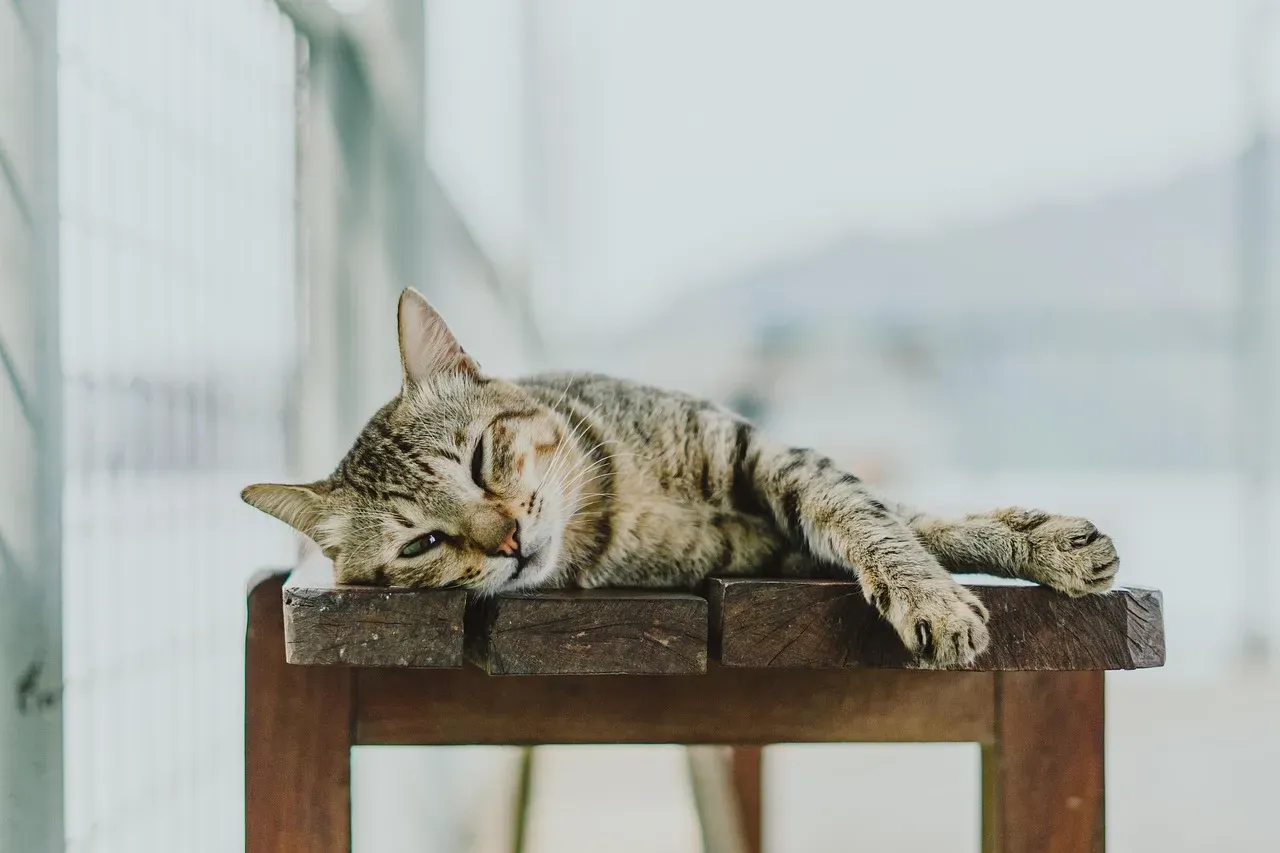 The Relaxed Body and Half-Closed Eyes: Pure, Unfiltered Peace (Image Credits: Pixabay)