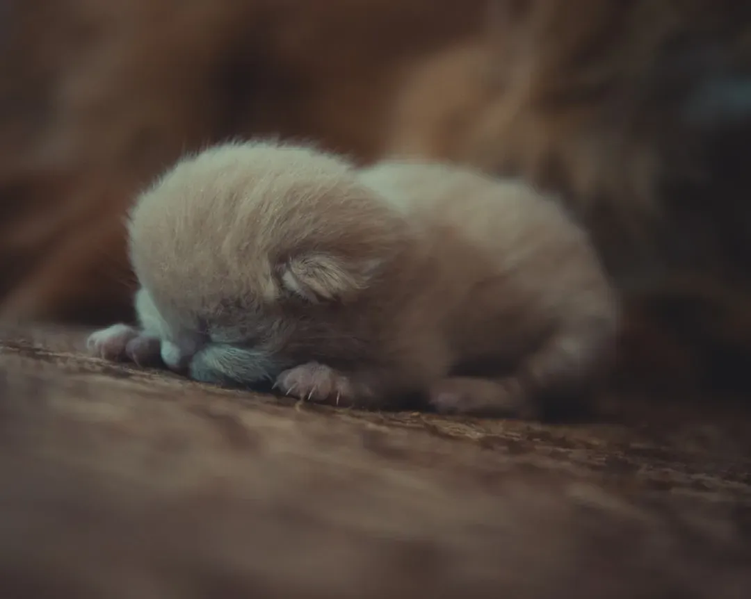 #3 - Kittens Purr Before They Can Even See (Image Credits: Unsplash)