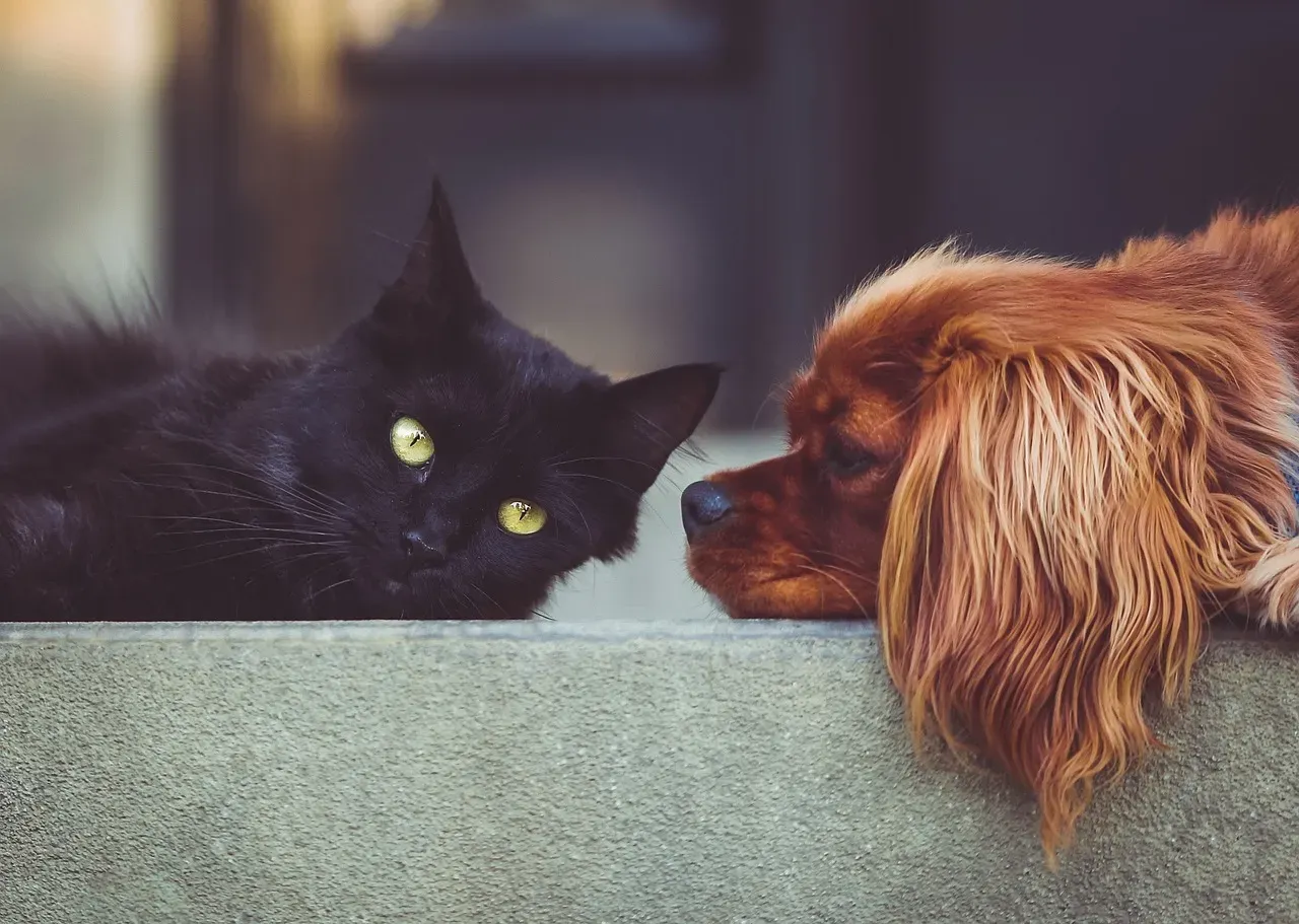 5. The “Blame the Dog, Please” Strategic Positioning (Image Credits: Pixabay)