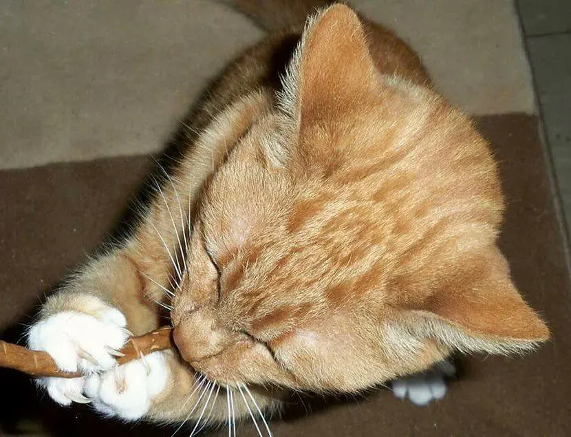 Honoring Their Memory While Moving Forward (Image Credits: Flickr)