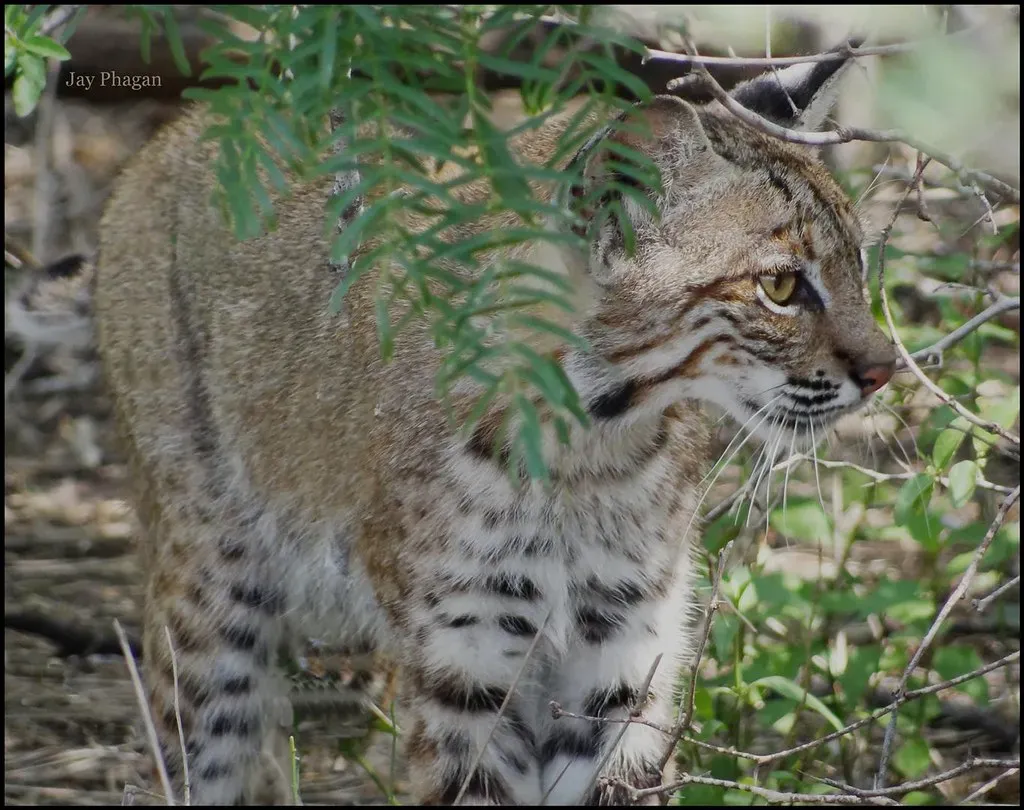 South Texas Brush Country (Image Credits: Flickr)