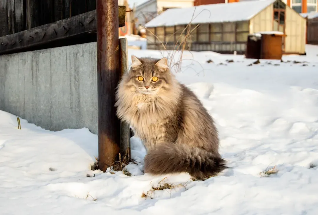 Understanding That Magnificent Triple Coat (Image Credits: Unsplash)