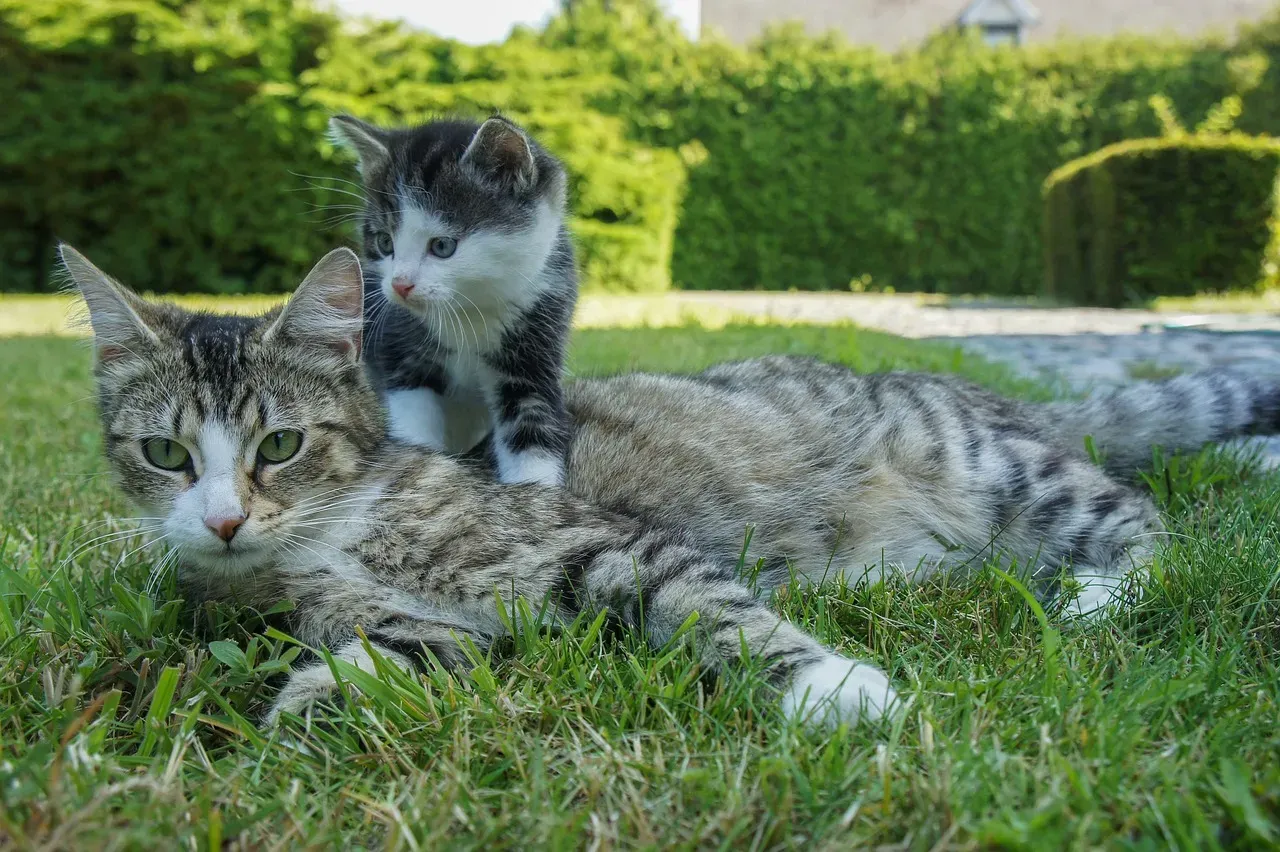 The Mother-Kitten Connection: Where Purring Begins (Image Credits: Pixabay)