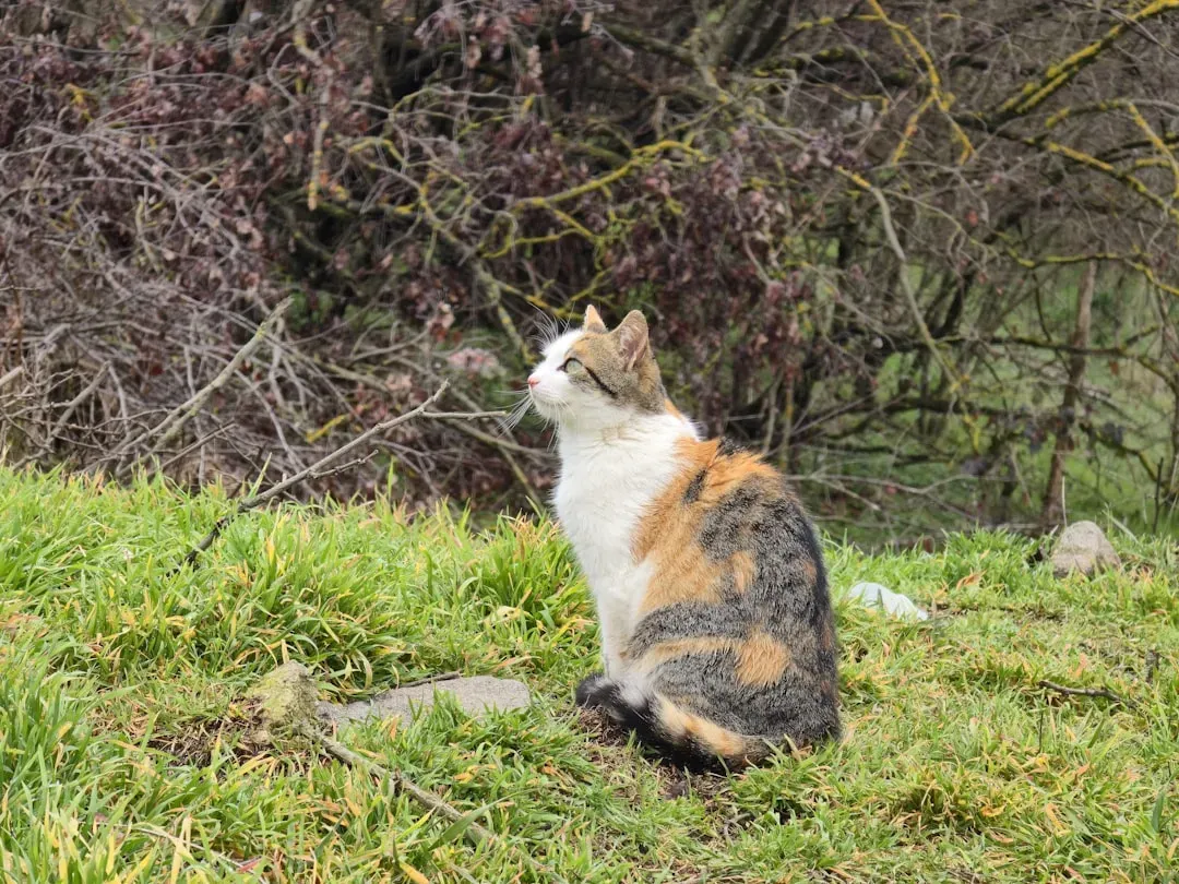 Science Weighs In: Cats Are Built for Autonomy (Image Credits: Unsplash)