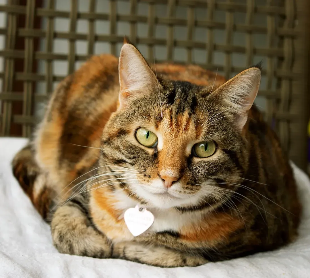 It Supports Cardiovascular Health and May Reduce Your Risk of Heart Disease (Image Credits: Unsplash)