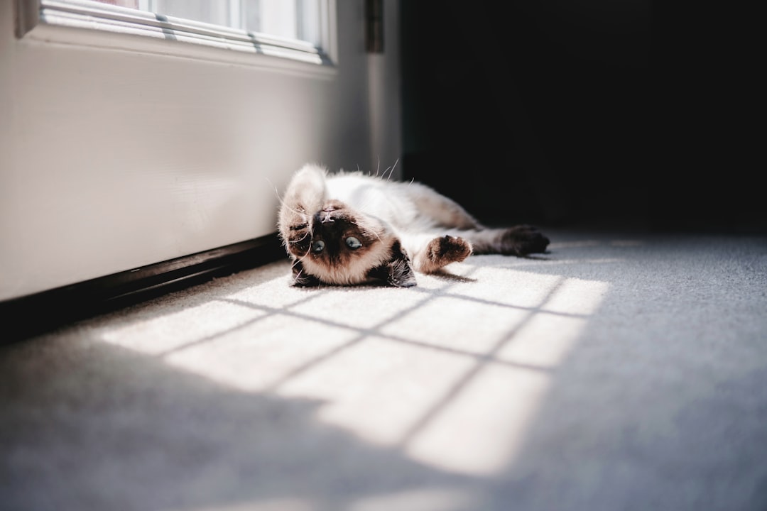 Siamese: Vocal About Their Sunshine Needs (Image Credits: Unsplash)