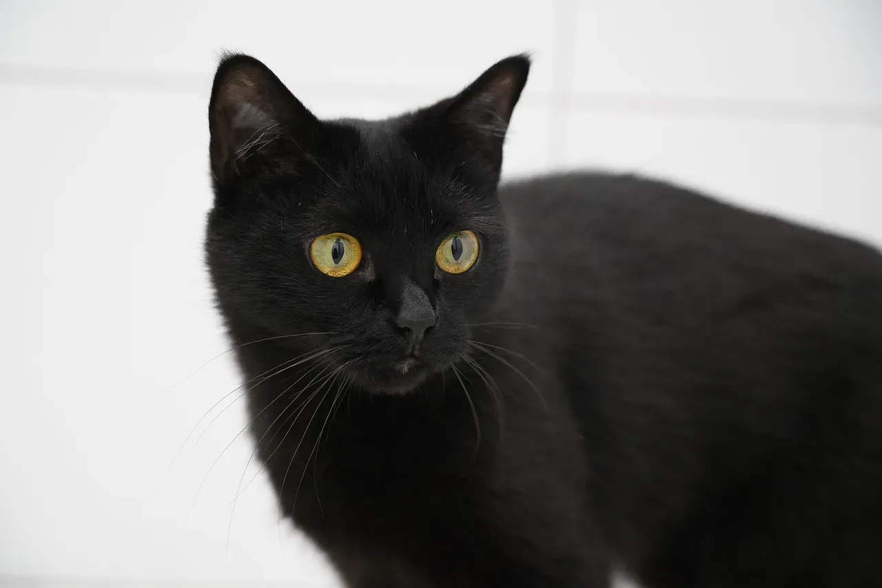 Bombay: The Black Panther of House Cats (Image Credits: Pixabay)