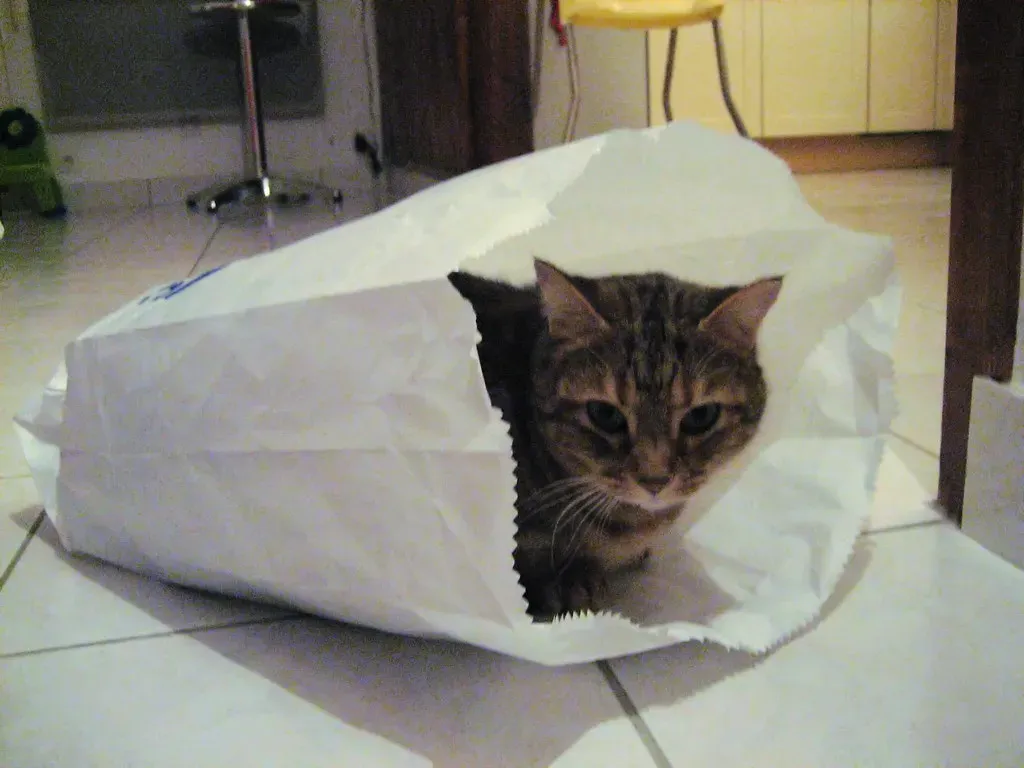 In Paper or Plastic Shopping Bags (Image Credits: Flickr)