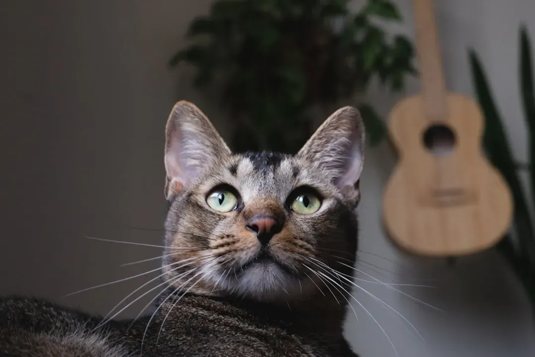 What Your Cat Actually Hears (Spoiler: Everything) (Image Credits: Unsplash)