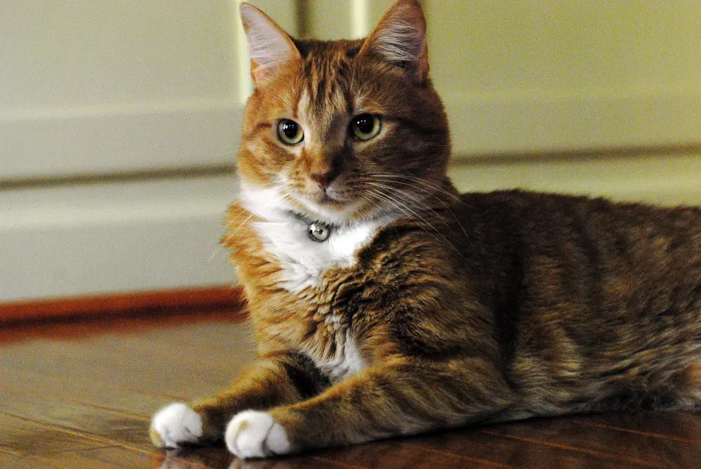 Whiskers Positioned Perpendicular Mean Neutral Feelings (Image Credits: Flickr)