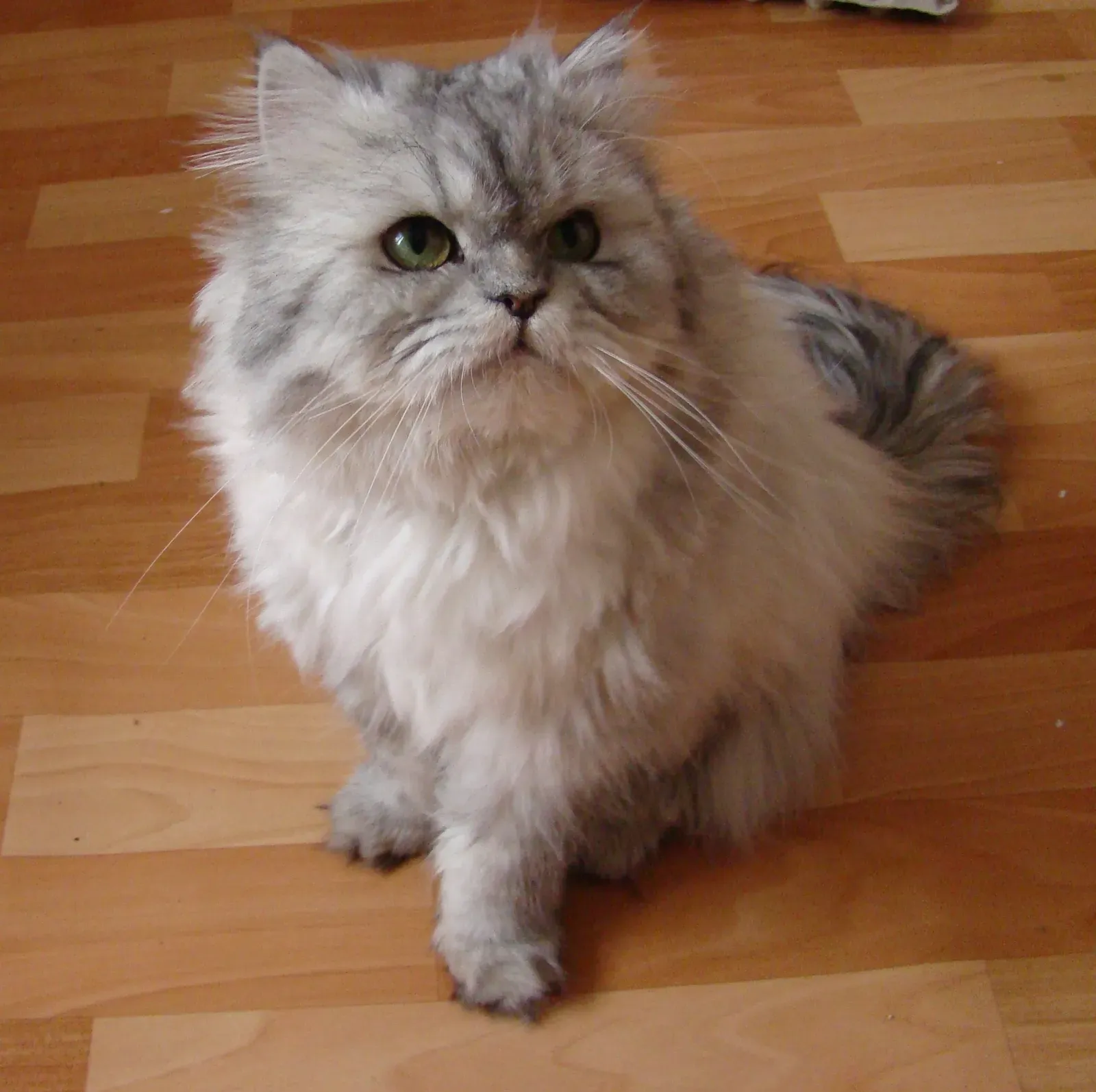4. Persian Cats: High Maintenance Royalty (Image Credits: Wikimedia)