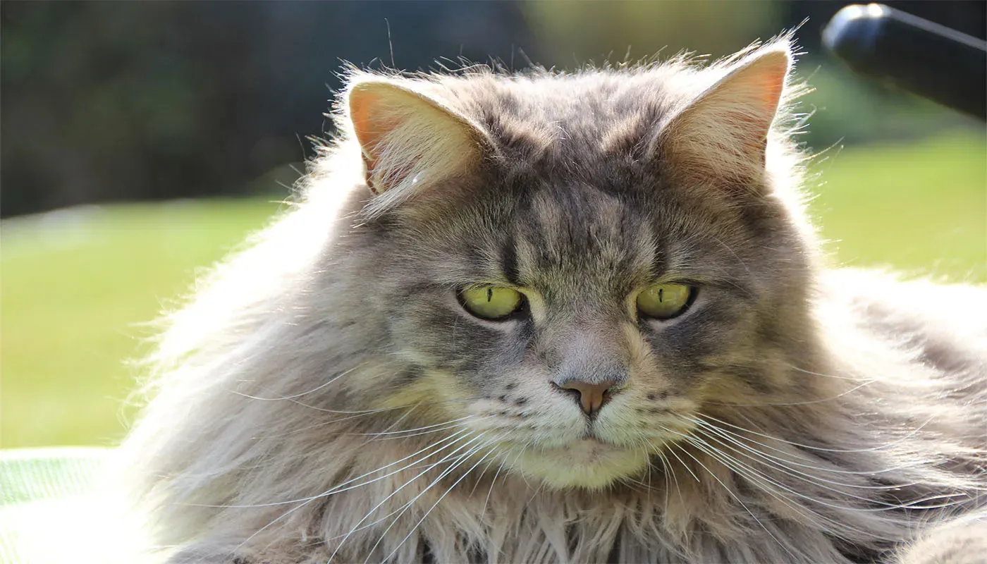 #5 Maine Coon (By ales brad, CC BY-SA 4.0)