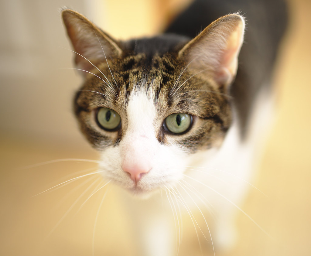 9. Displaying Curiosity About Their Environment (Image Credits: Flickr)